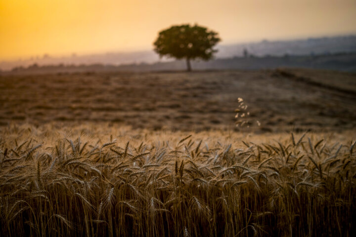 امنیت غذایی