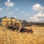 پایان ضرب‌الاجل پرداخت مطالبات گندمکاران