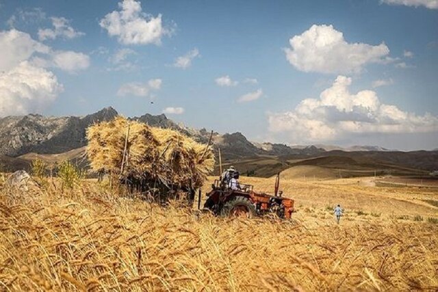 بیمه رایگان گندمکاران