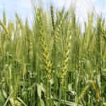 اما و اگرهای خرید خوشه‌های طلایی از اصلاح قیمت تا خرید کیفی
