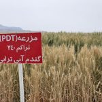 وقتی کشاورزان پیشرو به یاری دیمزارها می‌آیند