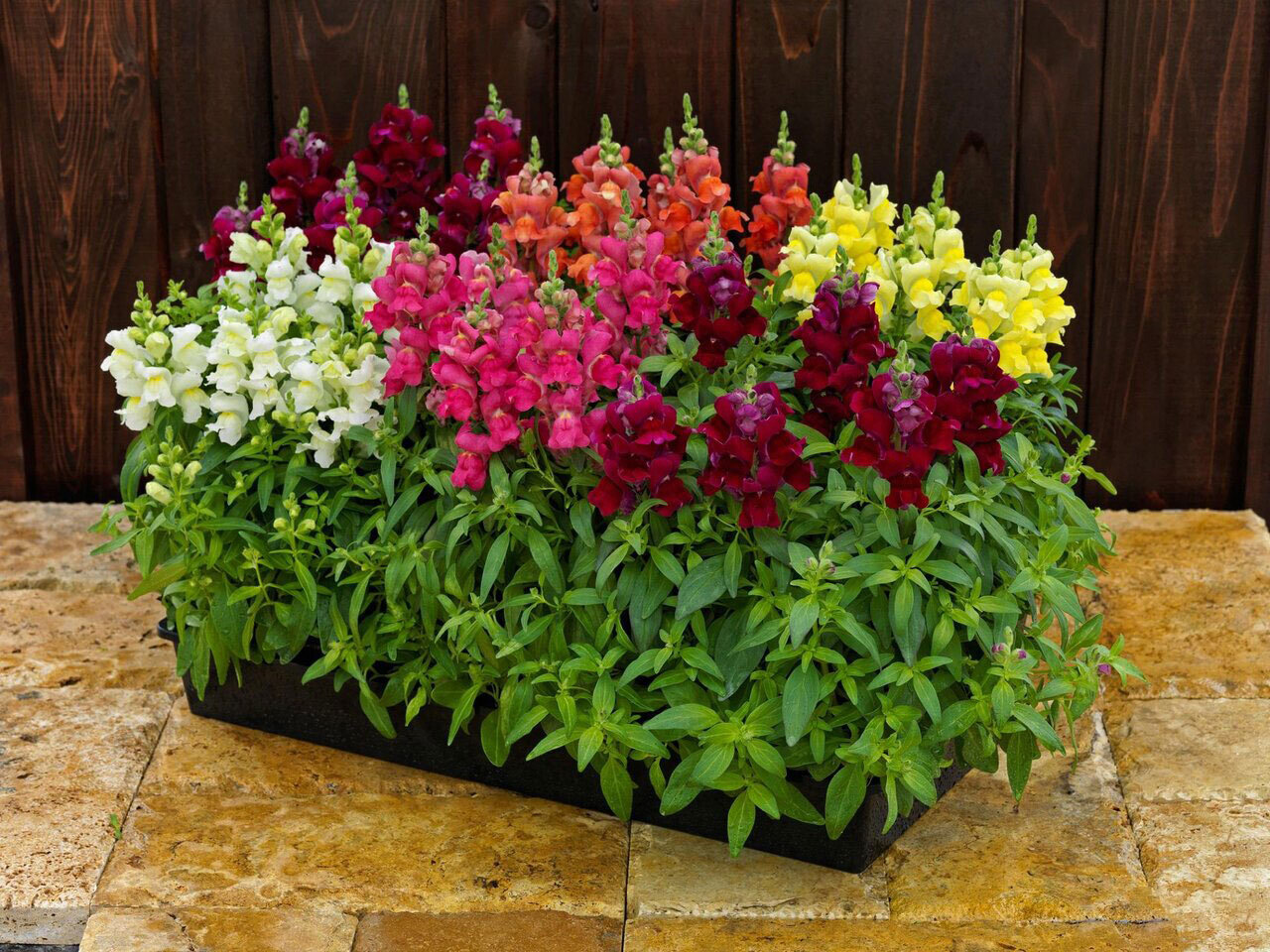 ۹ گیاه با نگهداری آسان که میتوانند هوای خانه را پاک کنند