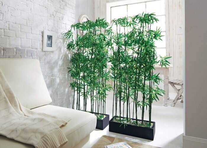 ۹ گیاه با نگهداری آسان که میتوانند هوای خانه را پاک کنند