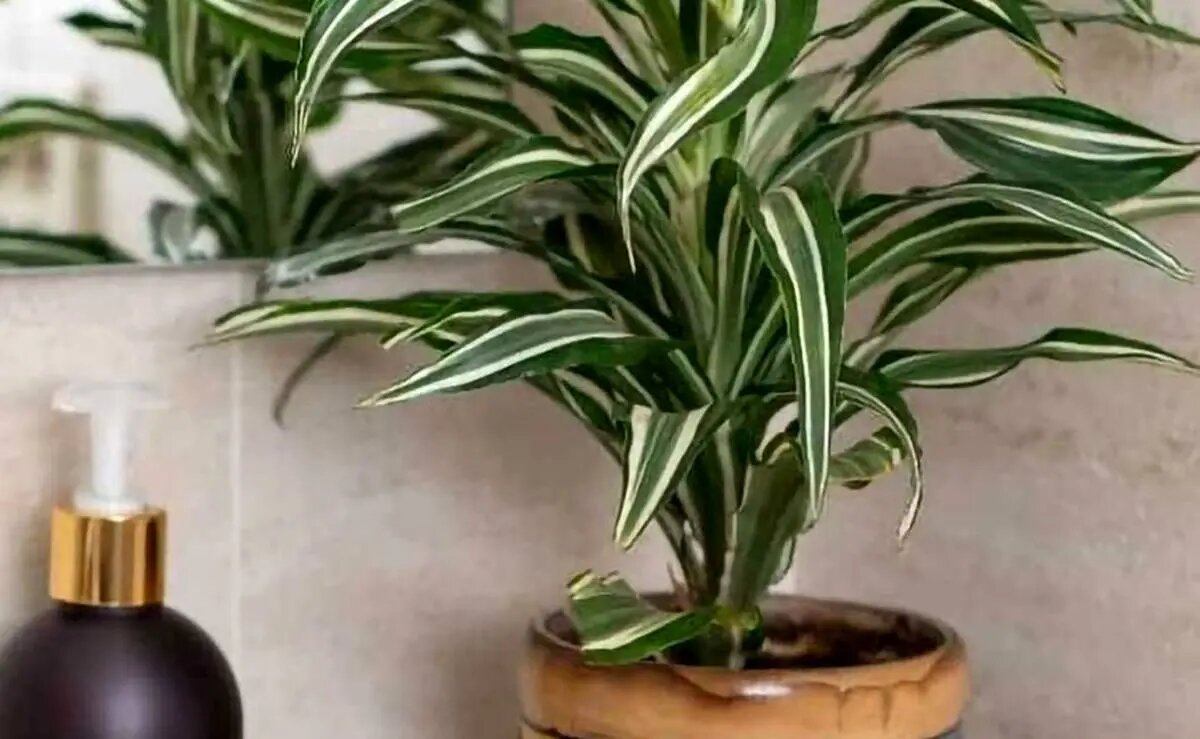 ۹ گیاه با نگهداری آسان که میتوانند هوای خانه را پاک کنند