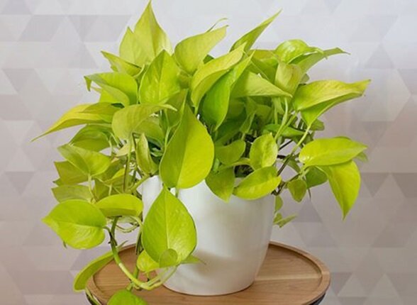 ۹ گیاه با نگهداری آسان که میتوانند هوای خانه را پاک کنند