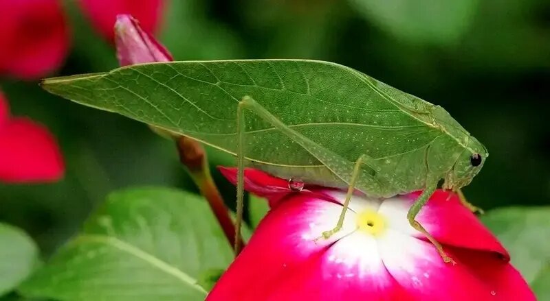 حشراتی که به شکل عجیبی شبیه گیاهان هستند | عکس