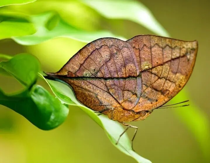 حشراتی که به شکل عجیبی شبیه گیاهان هستند | عکس