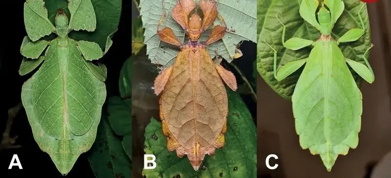 حشراتی که به شکل عجیبی شبیه گیاهان هستند | عکس