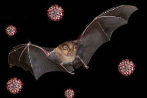 مرگ زنی در بنگلادش بر اثر ویروس «نیپا»