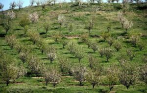 عزم جدی برای تعیین‌تکلیف و بهره‌برداری از ۲۷۰۰ هکتار اراضی شیب‌دار طارم