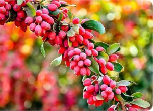 ۴ فایده شگفت انگیز زرشک برای سلامتی بدن