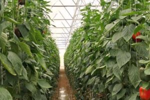 آغاز فرآیند صدور شناسنامه دیجیتال برای باغات و گلخانه‌های اشکذر